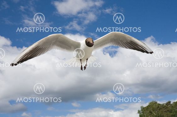 seagull