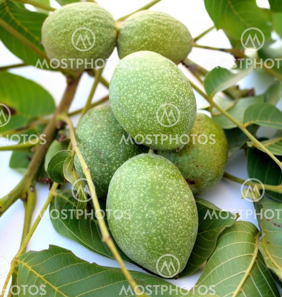 Immature nuts