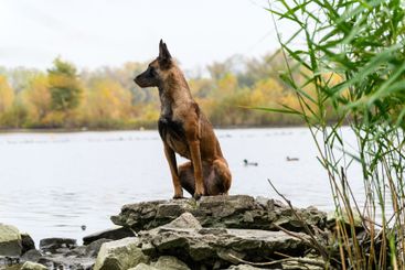Belgian Malinois sitting on rocks near a lake.