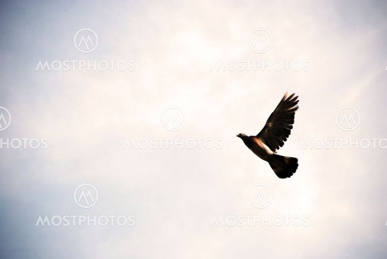 Freedom dove