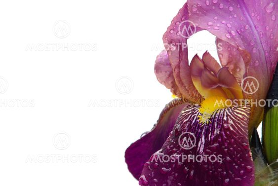 Schwertlilie - iris 44