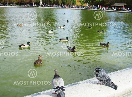 Ducks at the Tuileries Gardens