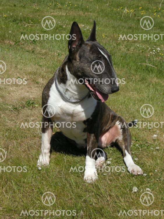Sitting Bull Terrier in prfil Profil