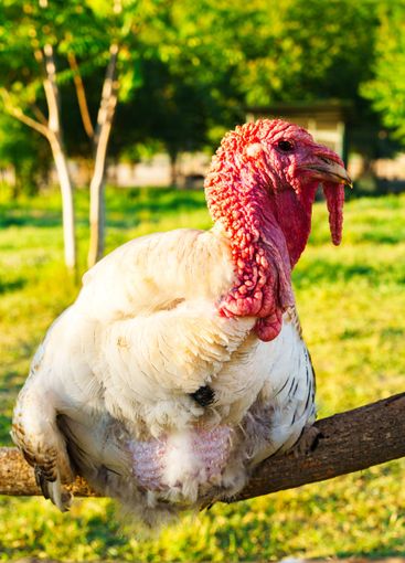 Large domestic turkey perching on a wooden fence in a...