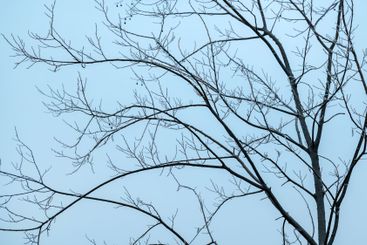Deciduous tree bare treetop branches in winter
