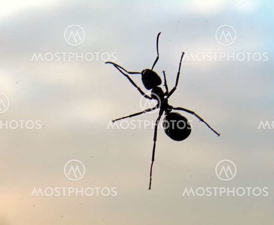 Ant on window