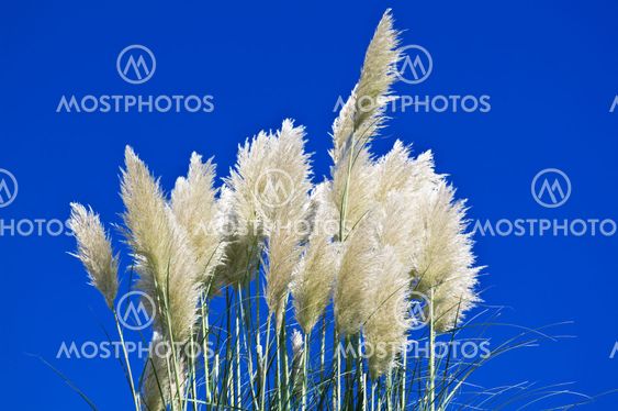 Pampas grass on the blue sky
