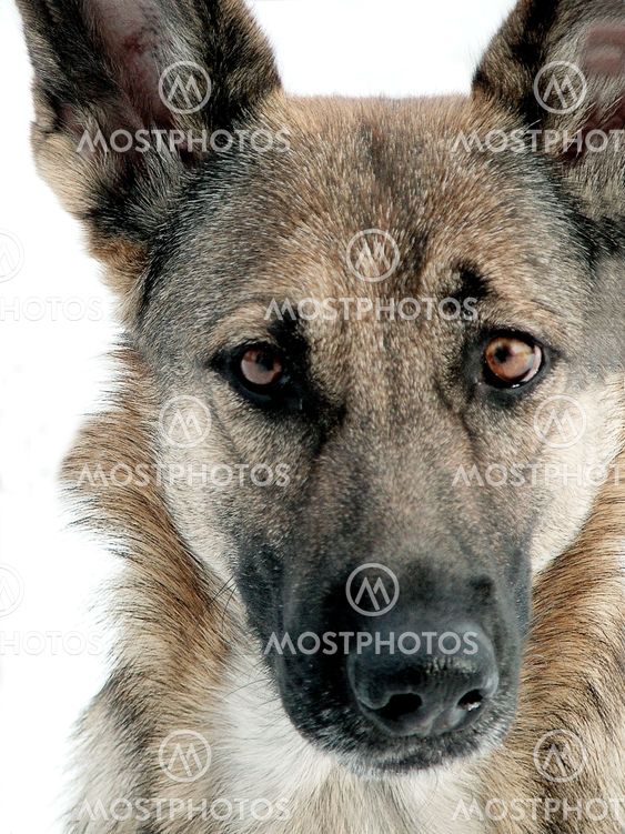 Portrait of a German Shepherd from the front