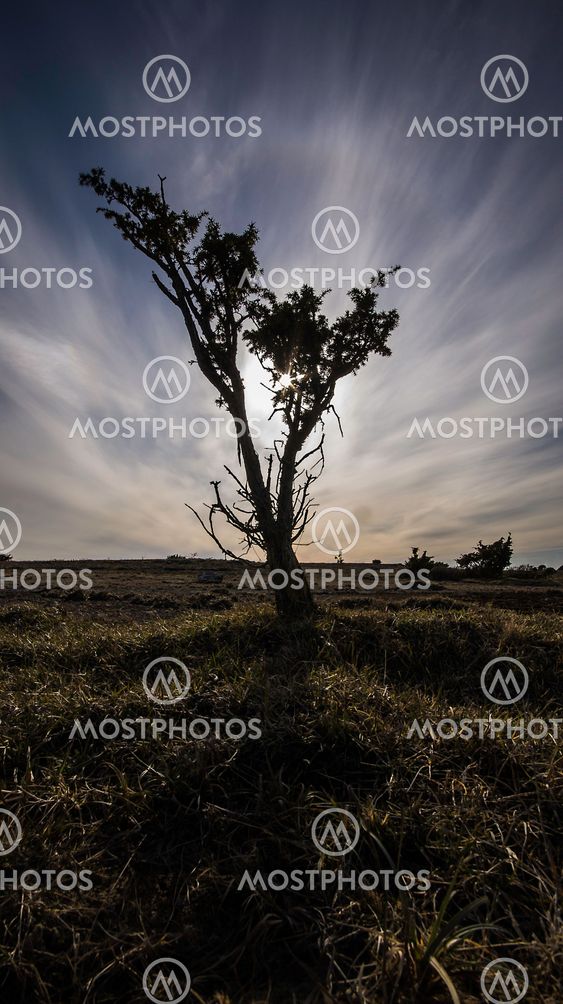 Lonely Tree