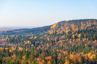 Woodland view with beautiful autumn colours at a hil