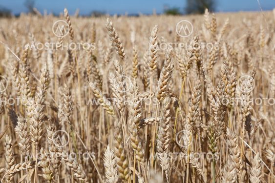 Wheat field, Burgos, Spain