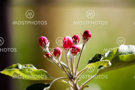 Apple tree blossom