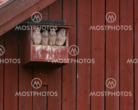 De fyra unga Kestrel