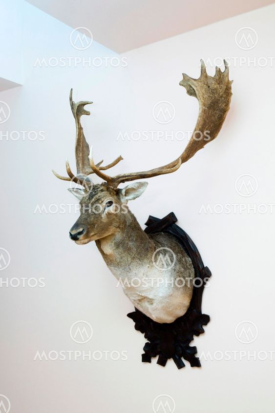 Deer trophy