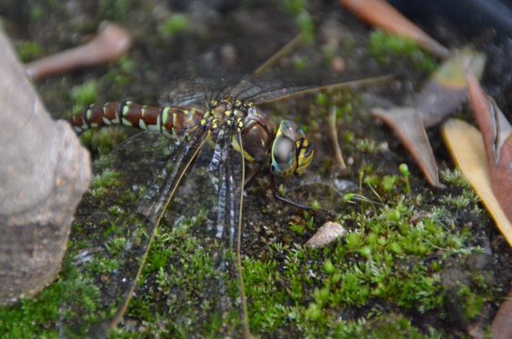 Trollslända/Dragonfly