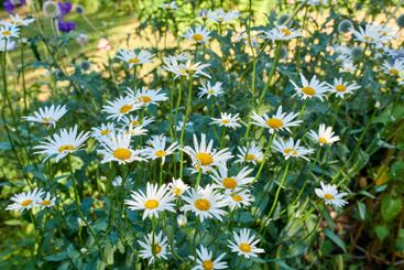 Growth, flowers and nature with daisy in garden, leaves...