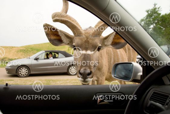African safari. Greater kudu (Tragelaphus strepsiceros) looking into car window