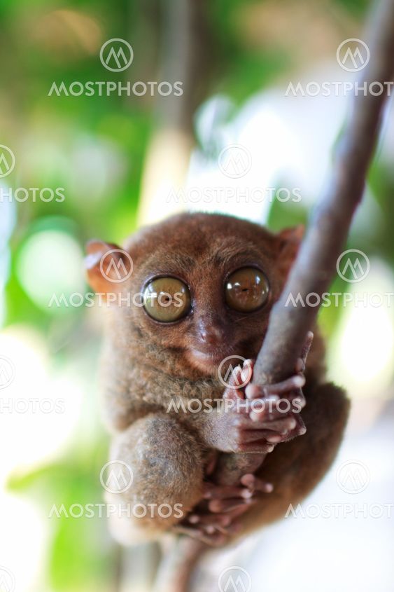 Tarsier