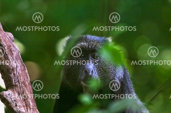 Blue monkey (Cercopithecus mitis)