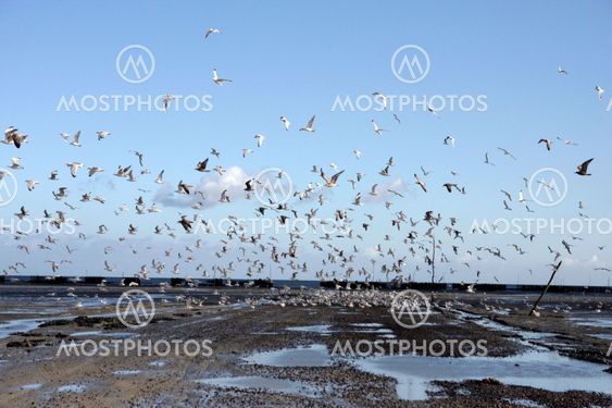 portrait of a wild seagull