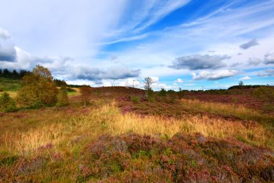 Fields of blooming heather in Scotland 