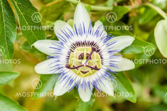nice bluebonnets flower