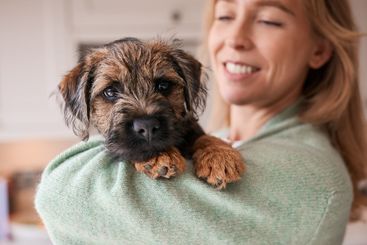 Female Owner Holding And Cuddling Border Terrier Puppy...