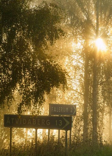 Sunbeams shining through tree canopy and a road sign,...