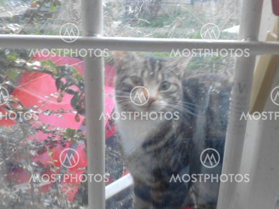 Cat looking though window