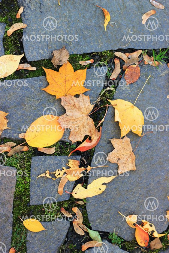 Autumn leaves lie on a paved road