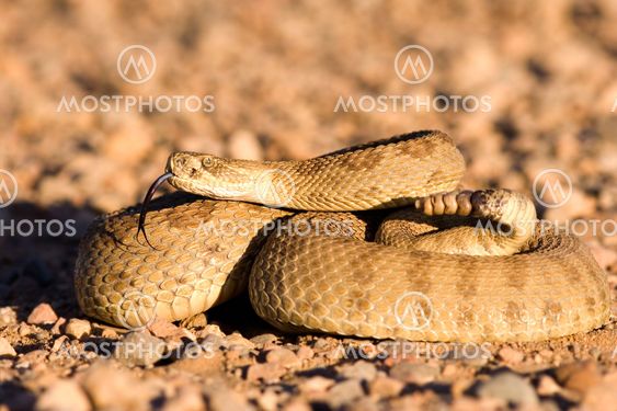 Coiled up rattlesnake