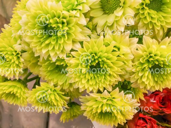Chrysanthemums