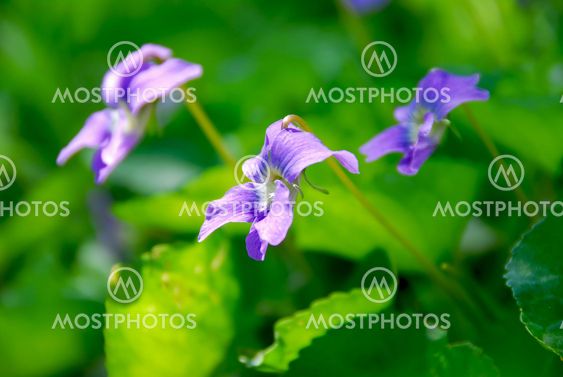 Violets