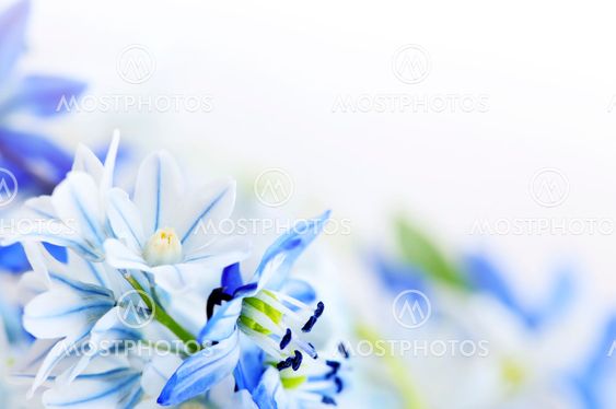 Våren blommor bakgrund