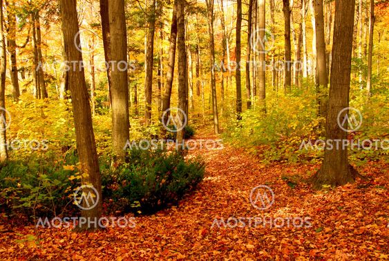 Fall forest landscape