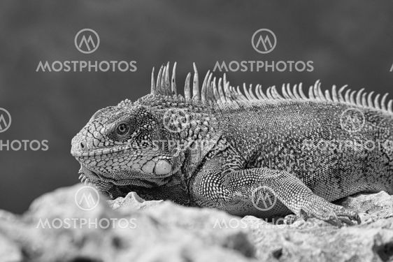Green iguana
