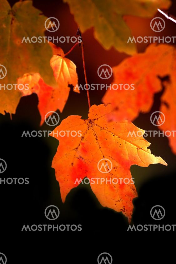 Maple Leaves