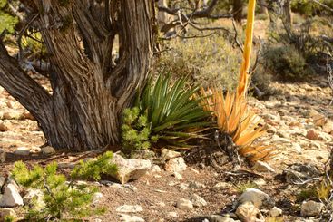 Century plants and Juniper tree