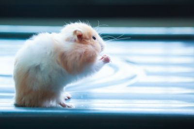 Cute Orange and White Syrian or Golden Hamster...