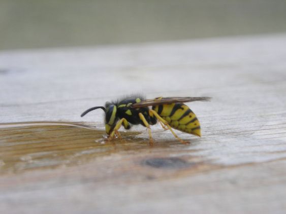 Drinking insect