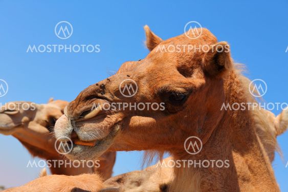 Camels in the desert