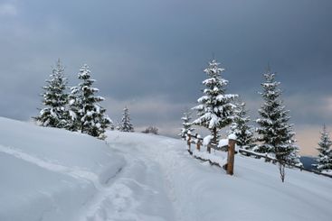 Moody landscape with footpath tracks and pine trees...
