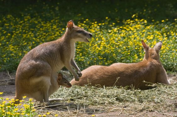 Female wallaby with joey in pouch-horizontal