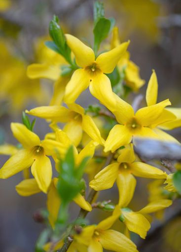 Beautiful Yellow blossoms of forsythia bush in garden