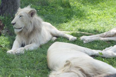 White Lions Resting