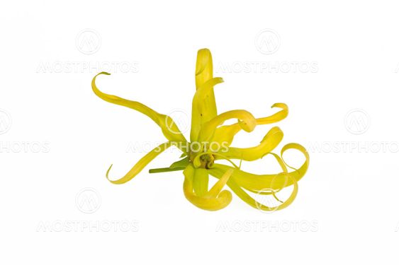 Ylang-Ylang Flower