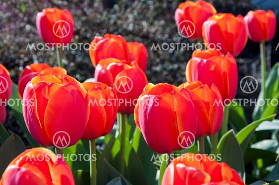 tulip in flower field