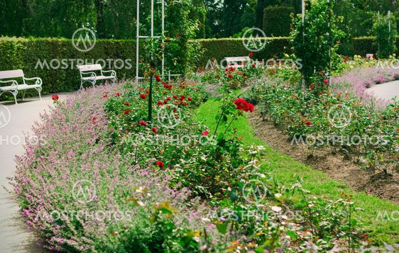 Summer view of a garden