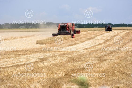 harvest time