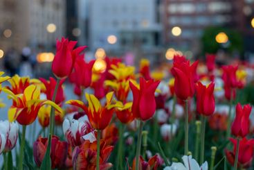 City view in spring in evening with flowers. Tulips in...